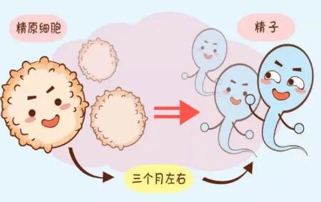 做石家庄第三代试管婴儿成功率有多高？（试管婴儿费用参考）